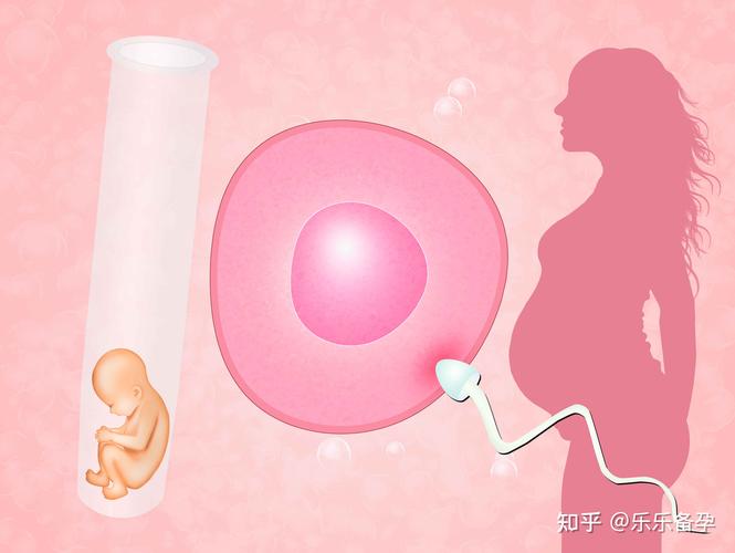 国内可以供卵试管吗(国内可供卵试管婴儿的相关政策及流程介绍)